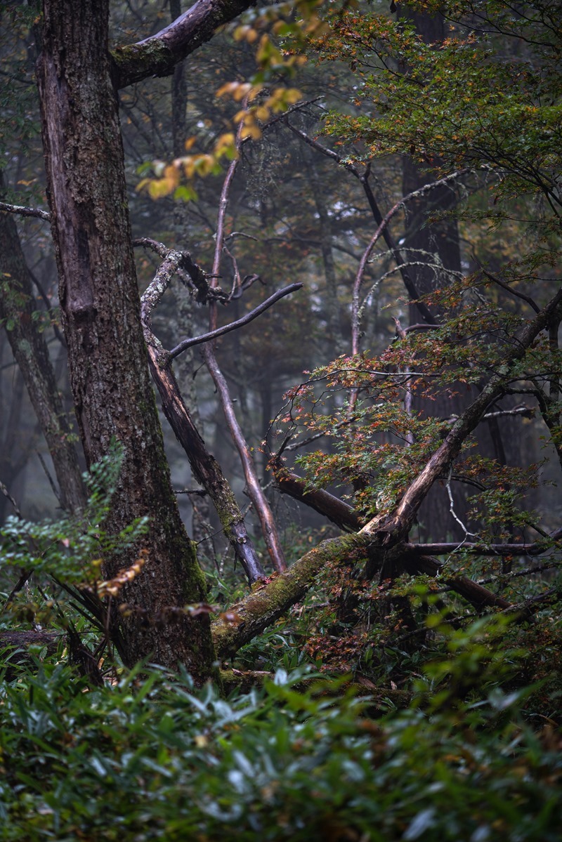 _DSC4570