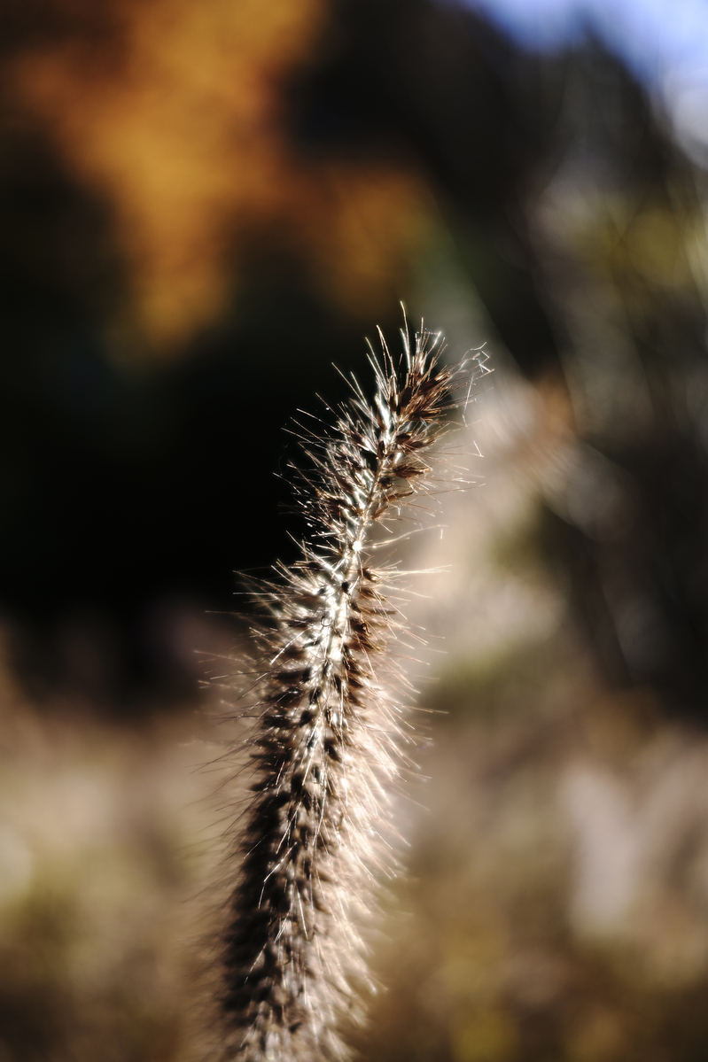 _DSC6655.jpg